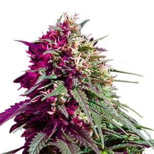 Highwayman Seeds
