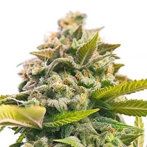 Hog’s Breath Seeds