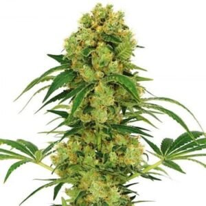 Jack Skellington Seeds