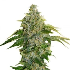 Jamaican Dream Auto