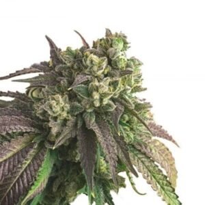 King Kong Seeds