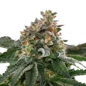 Kryptonite Auto