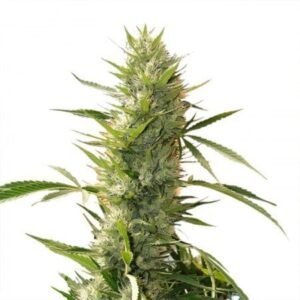 Lemon OG Kush Auto