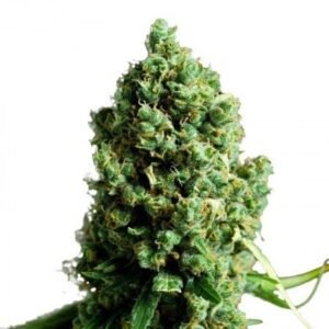 Marionberry Kush Seeds