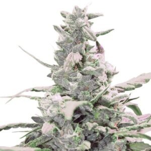 Master Bubba Auto