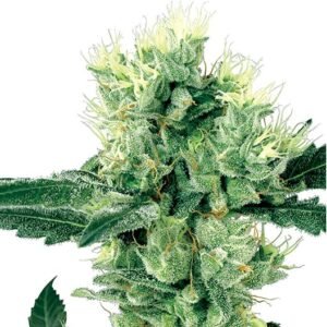 Master Bubba Seeds