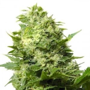 Maui Auto