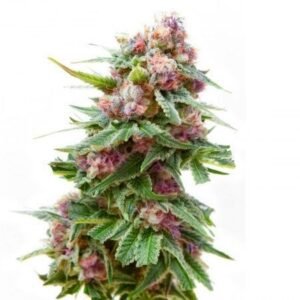 Mother’s Helper Seeds