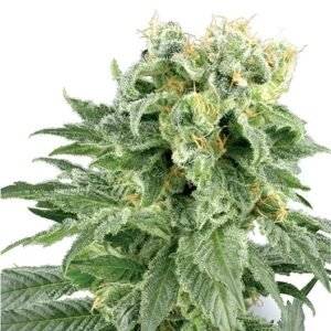 Neptune OG Seeds