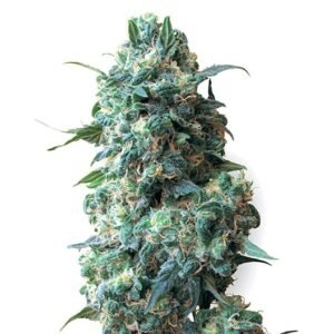 Nicole Kush Seeds