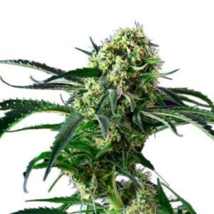 Northern Wreck Seeds