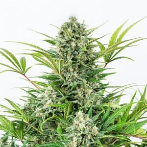 Pacific Blue Seeds