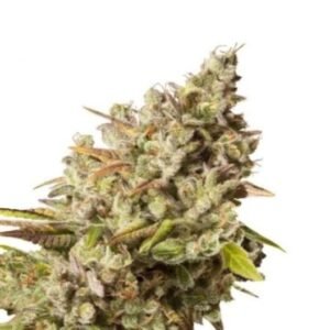 Banana Cream OG Auto