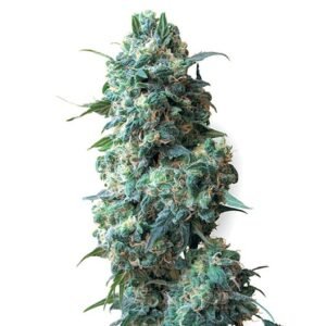 Peyote Cookies Seeds