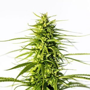 Platinum Bubba Kush Seeds