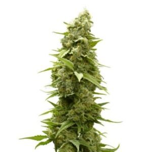 Platinum Kush Seeds