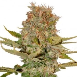 Platinum Wreck Seeds