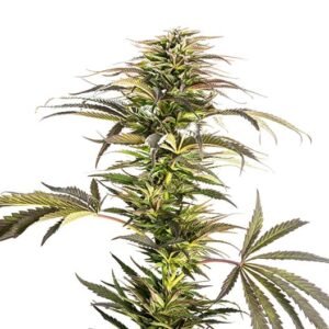 Pure Afghan Seeds