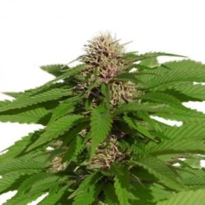 Pure Power Plant Seeds