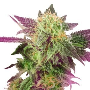 Purple Bubba Seeds
