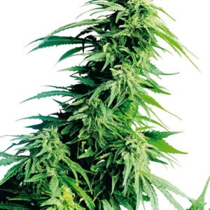 Rare Dankness #1 Seeds
