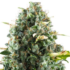 Rocky Mountain Blueberry Seeds