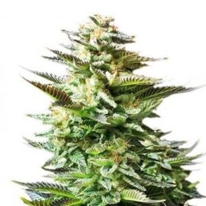 Sensi Star Seeds