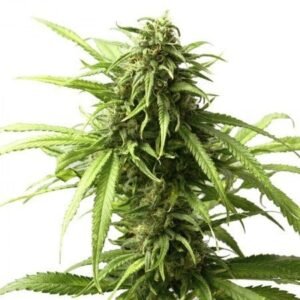 Shiva Skunk Seeds