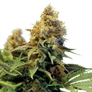 Snoop Dogg OG Seeds