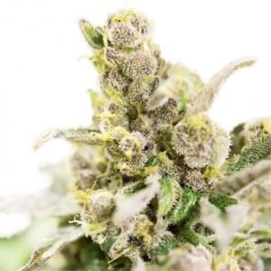 Sour Cream Seeds
