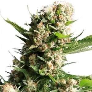 Sour Tsunami CBD Seeds