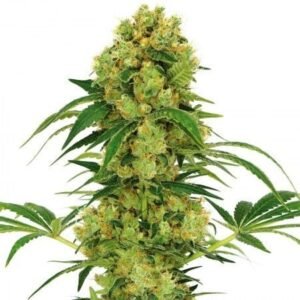 Stephen Hawking Kush CBD Seeds