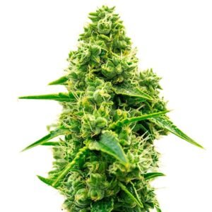 Strawberry Cheesecake Auto