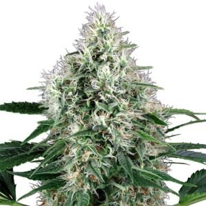 Sugar Black Rose Seeds