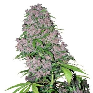 Super Jack Auto