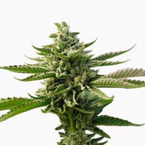 Superman OG Seeds