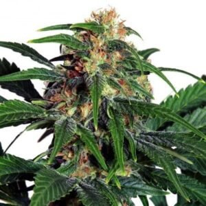 Suzy Q CBD Seeds