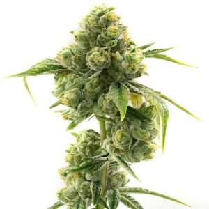 Sweet Dream Seeds