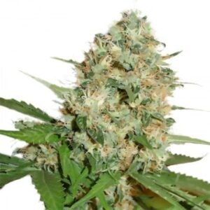 Tangerine Haze Auto