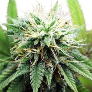Tangerine Kush Auto