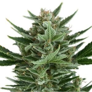 Tangilope Seeds