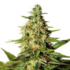 The Hog Seeds