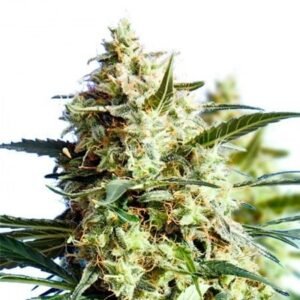 The White Seeds