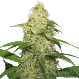 Training Day Seeds