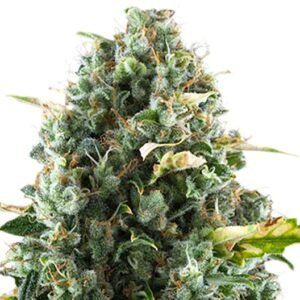 Tree of Life Seeds