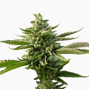 Violator Kush Seeds