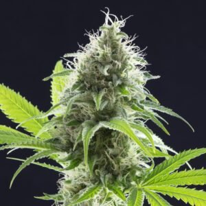 White Fire Alien OG Auto