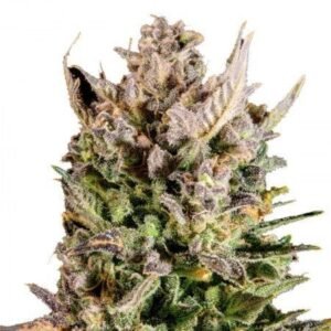 White Lightning Auto
