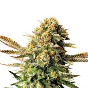 XXX OG Seeds