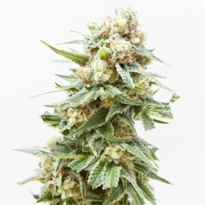 Yoda OG Seeds